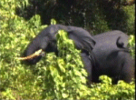 Gli animali