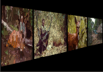 Galerie d'images